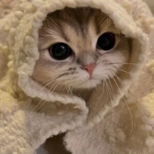 Kyat Cute